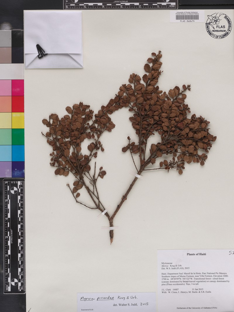 Myrica picardae photo 7