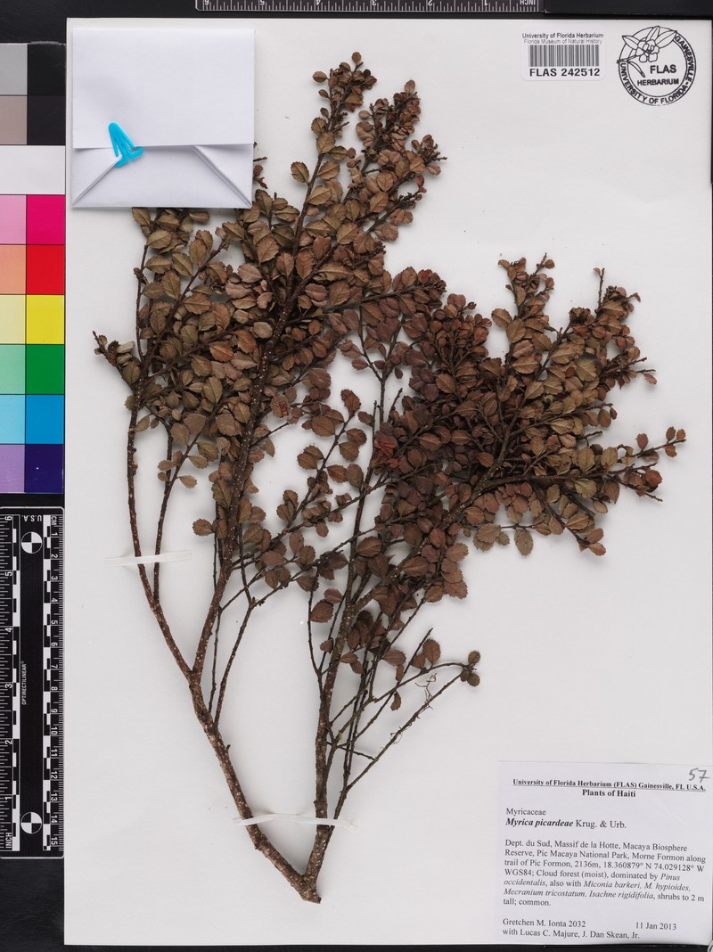Myrica picardae photo 8