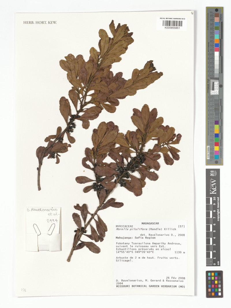 Myrica pilulifera photo 2
