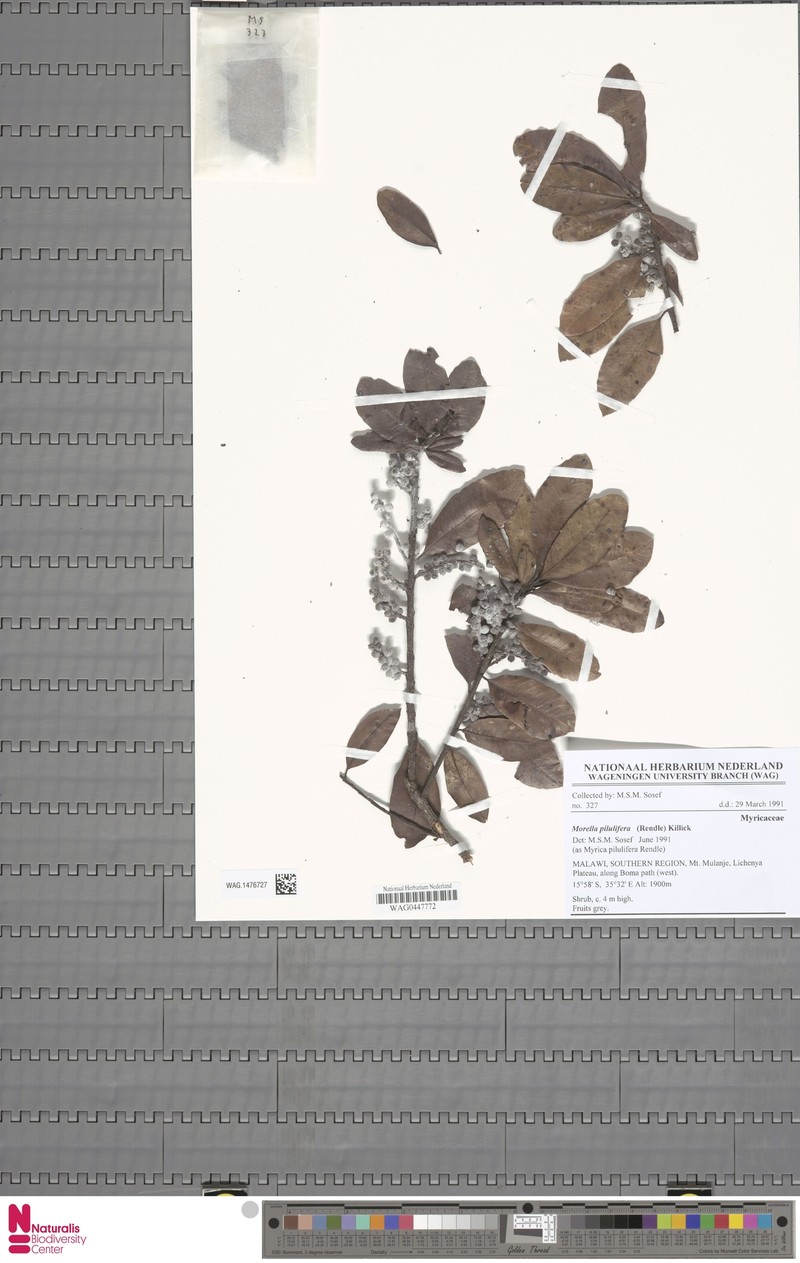 Myrica pilulifera photo 3