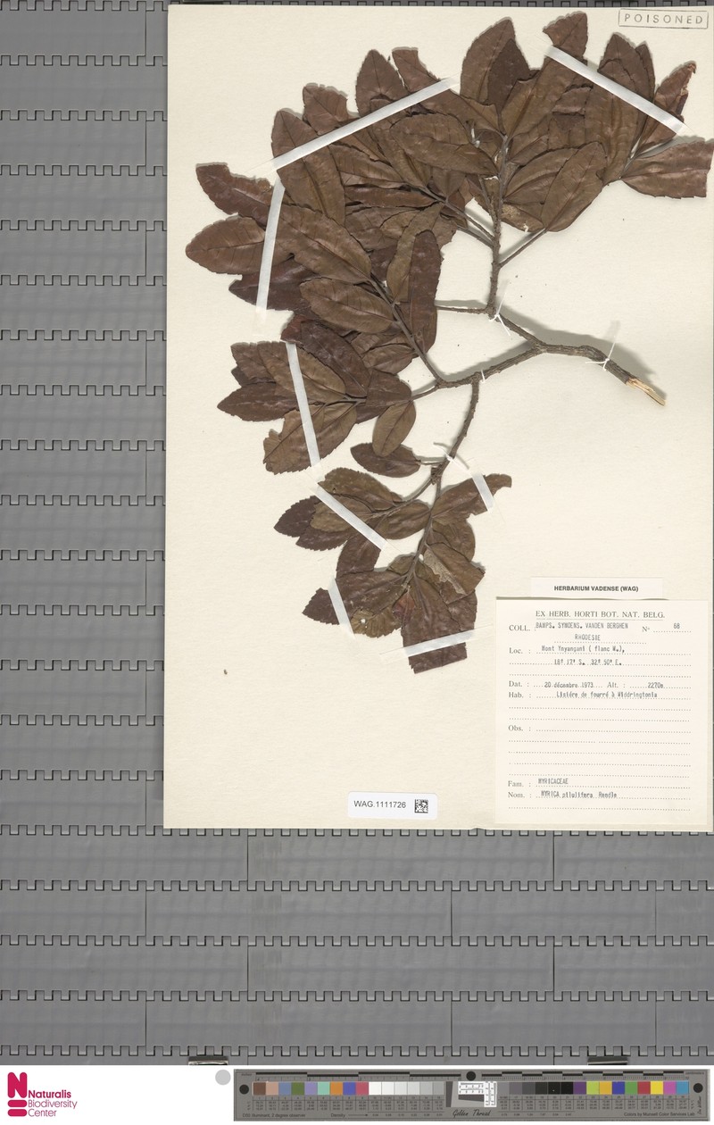Myrica pilulifera photo 4
