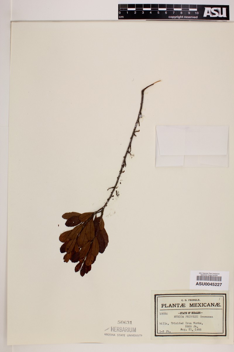Myrica pringlei