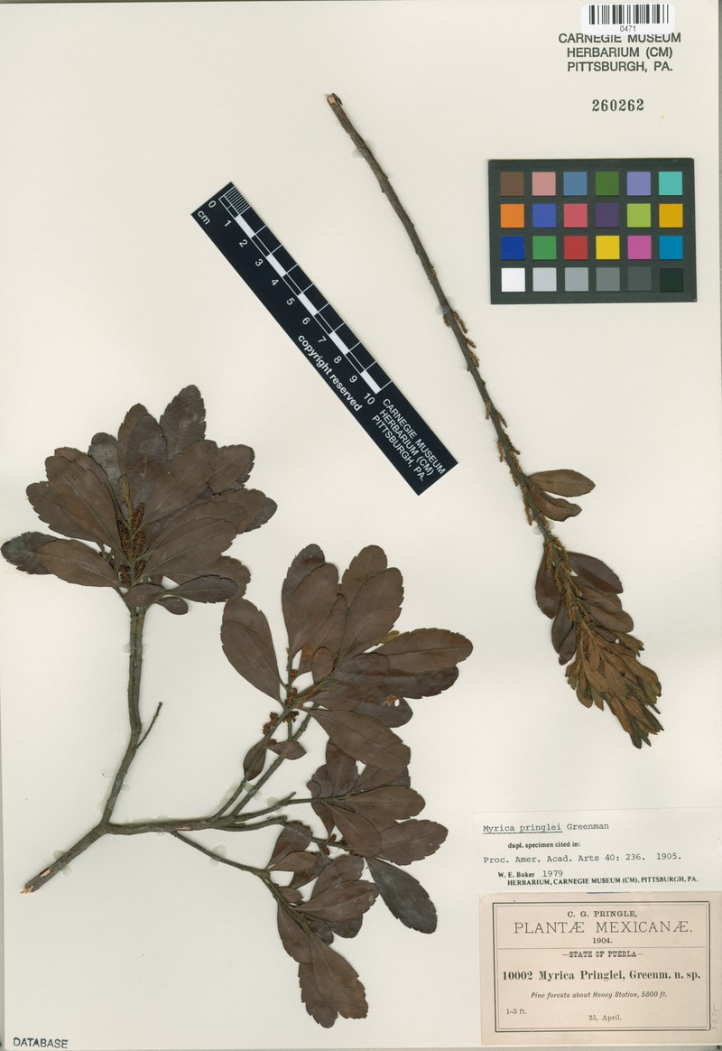 Myrica pringlei photo 2
