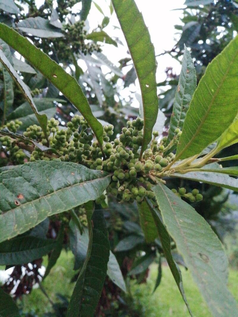 Myrica pubescens