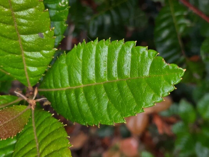 Myrica pubescens photo 2