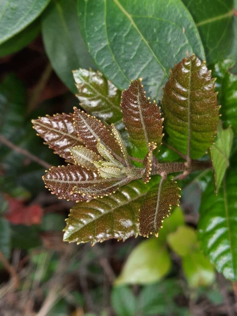 Myrica pubescens photo 3