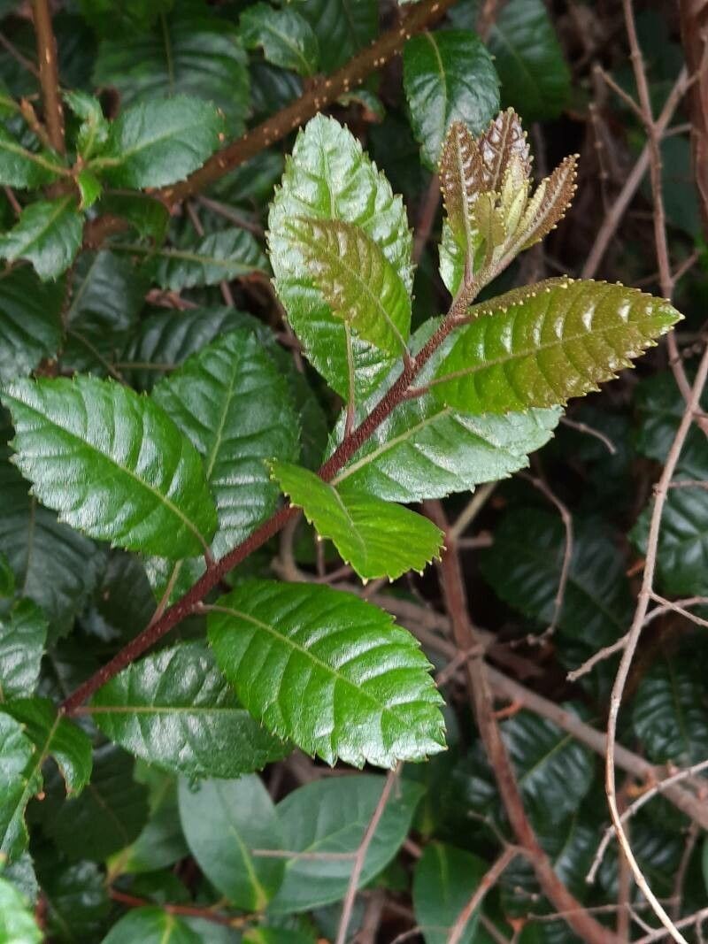 Myrica pubescens photo 4