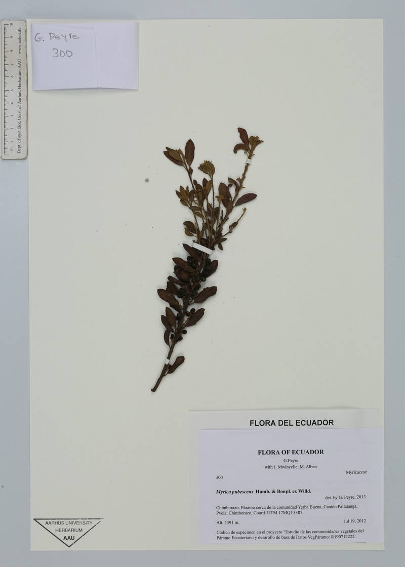 Myrica pubescens photo 5