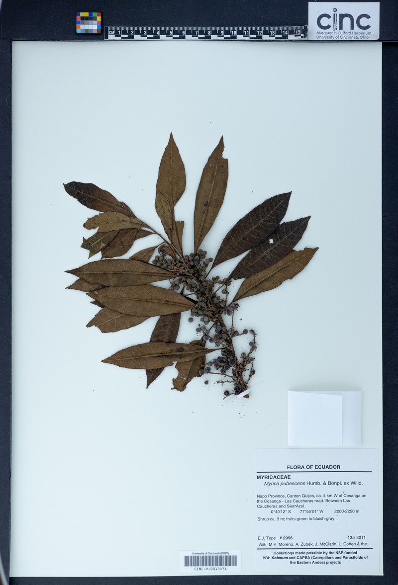 Myrica pubescens photo 6