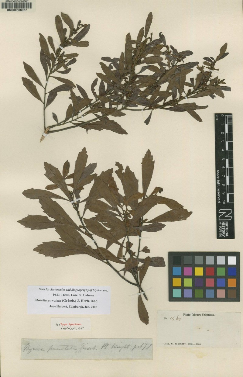 Myrica punctata