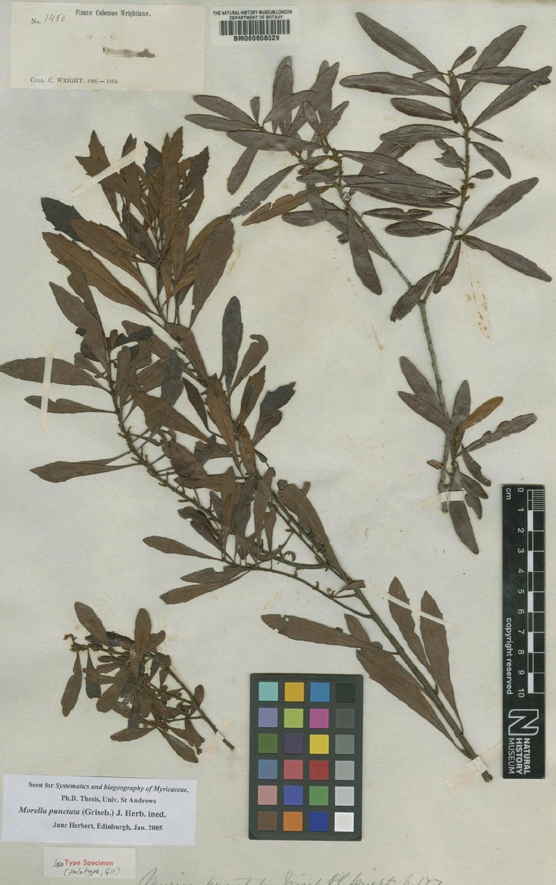 Myrica punctata photo 2