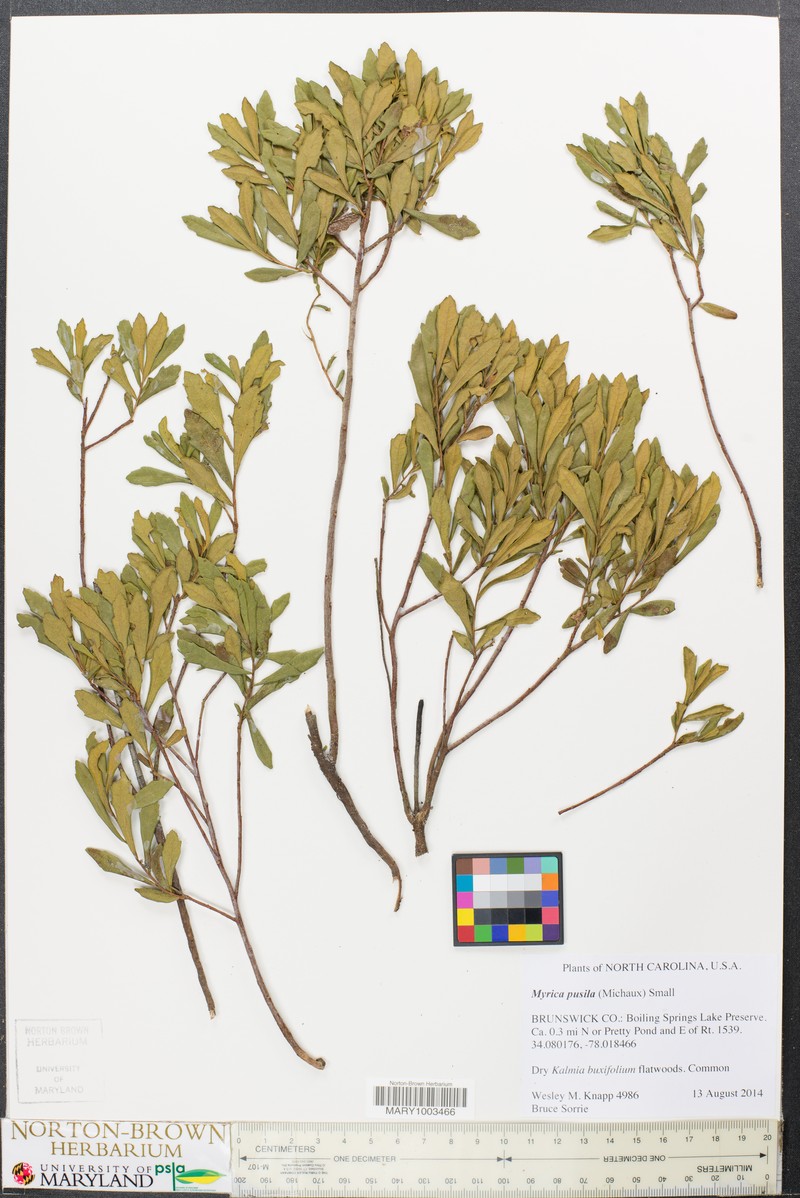 Myrica pusilla