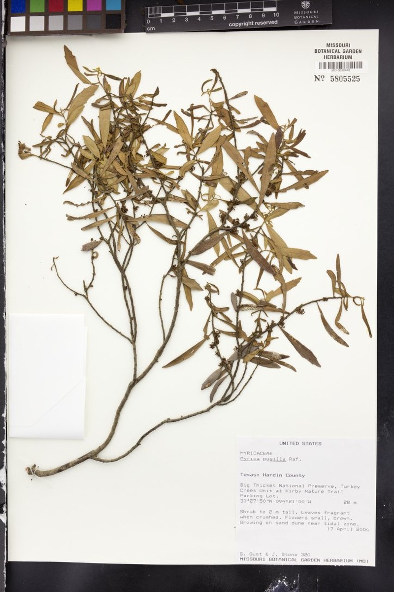 Myrica pusilla photo 2