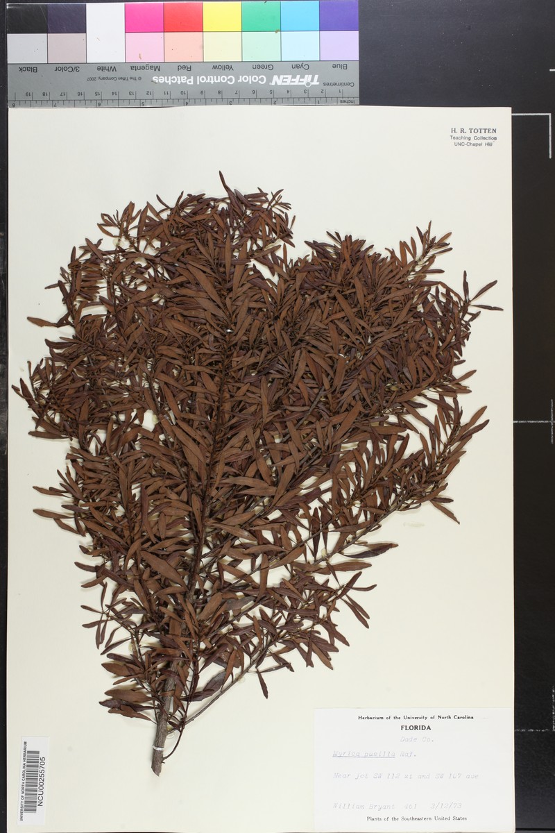 Myrica pusilla photo 3