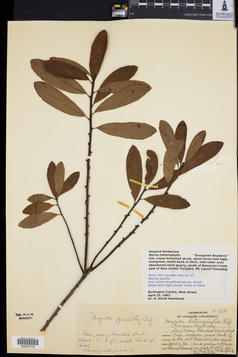 Myrica pusilla photo 4