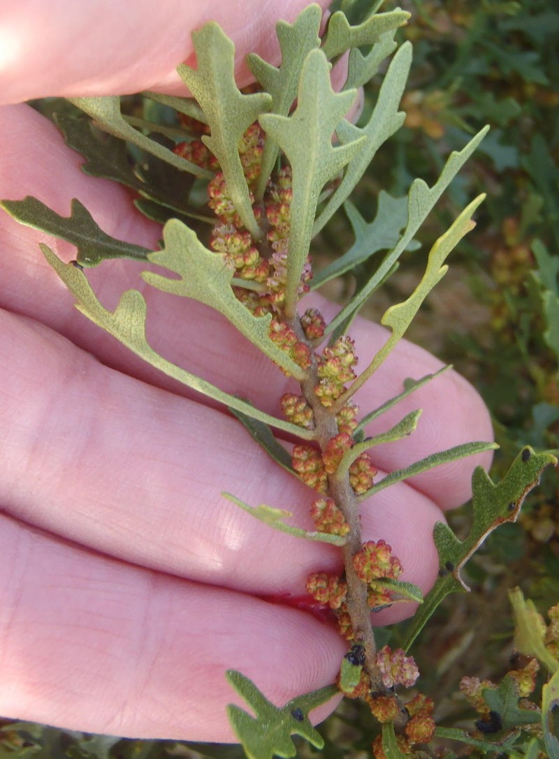 Myrica quercifolia