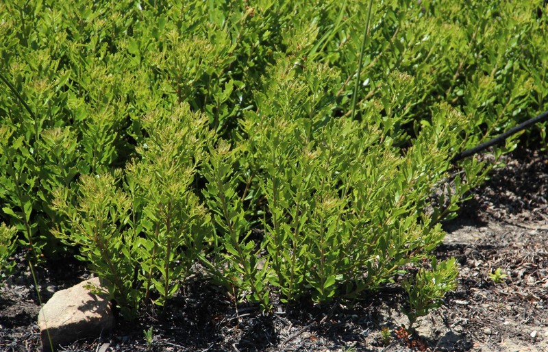 Myrica quercifolia photo 2