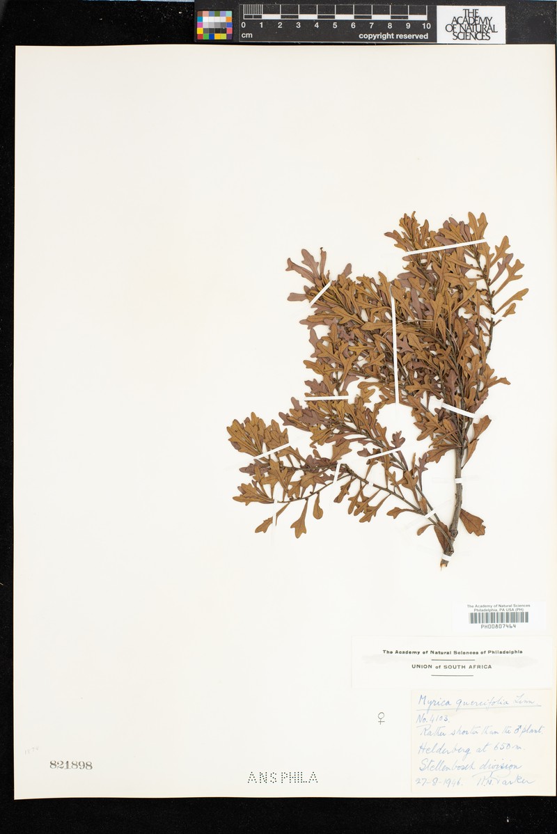 Myrica quercifolia photo 3