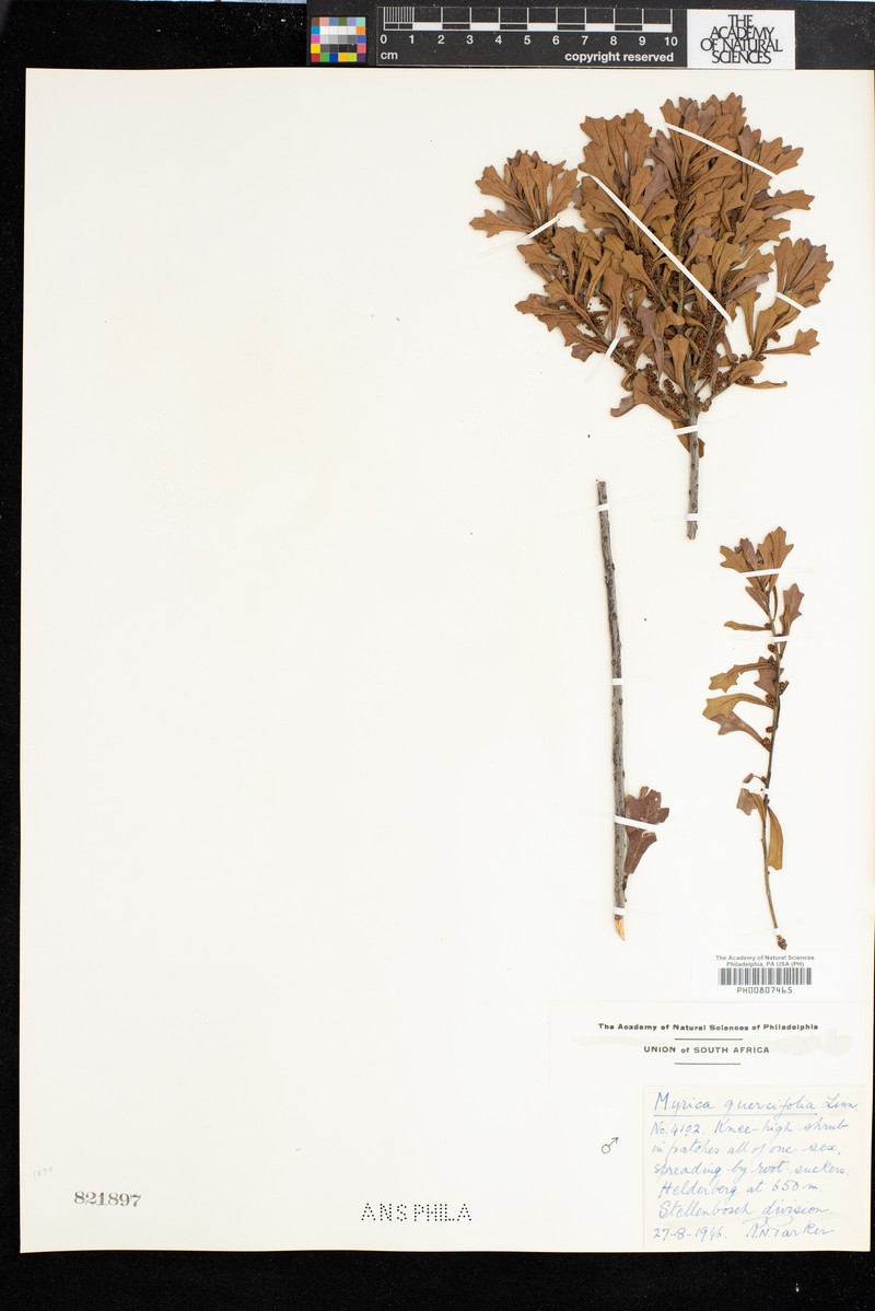 Myrica quercifolia photo 4