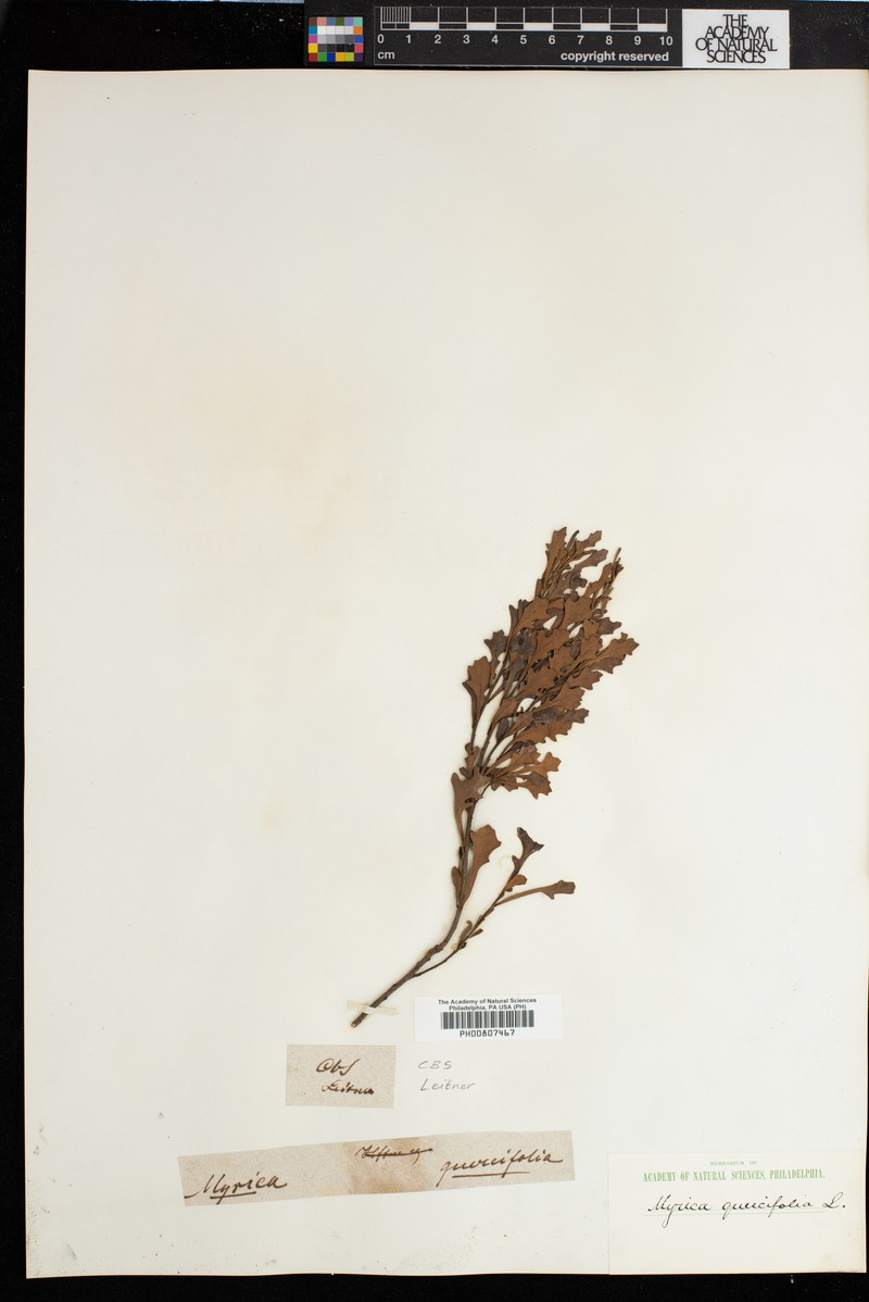 Myrica quercifolia photo 5