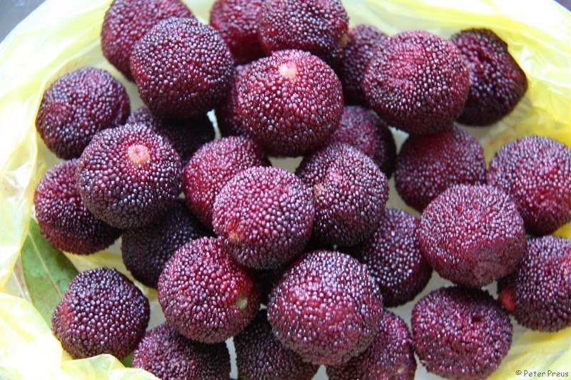 Red Bayberry photo 8