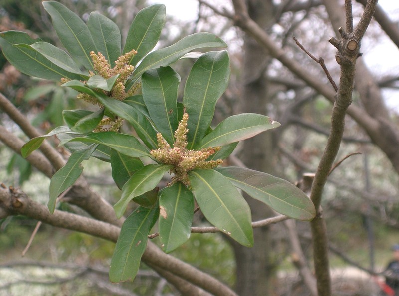 Red Bayberry photo 4