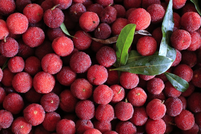 Red Bayberry photo 5