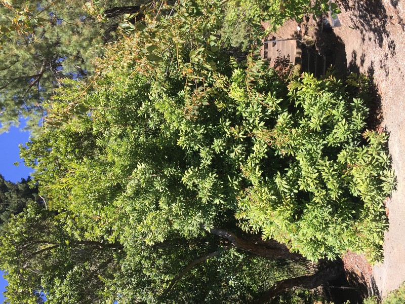 Red Bayberry photo 6