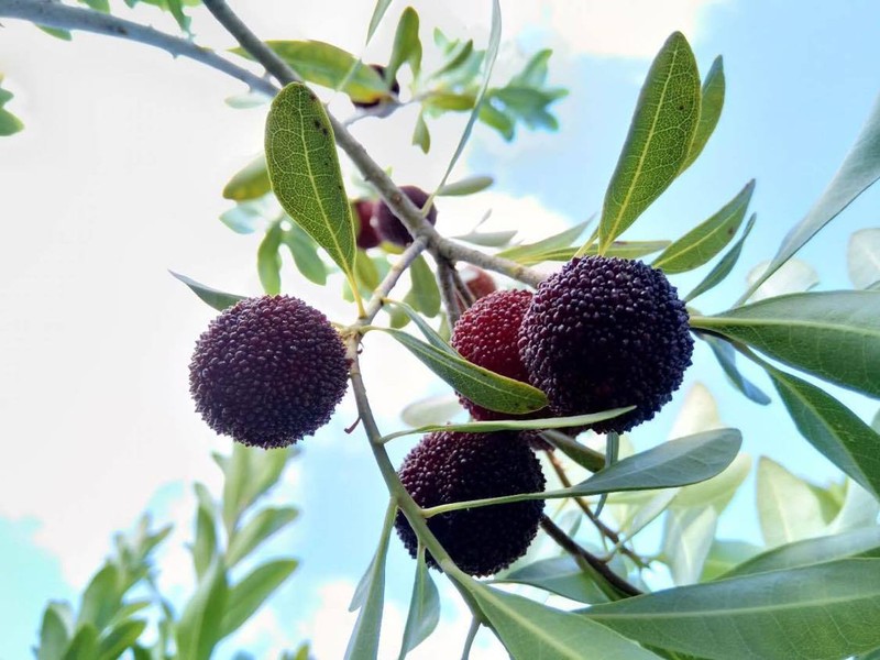 Red Bayberry photo 7