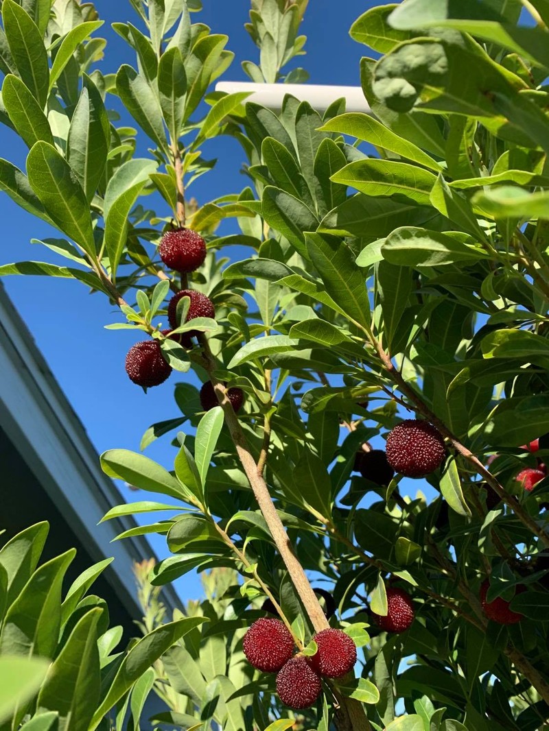Red Bayberry photo 8