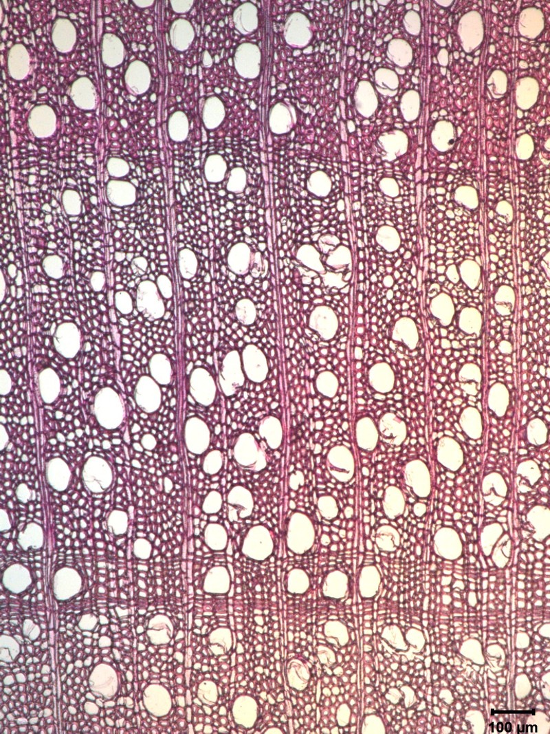 Myrica salicifolia photo 3