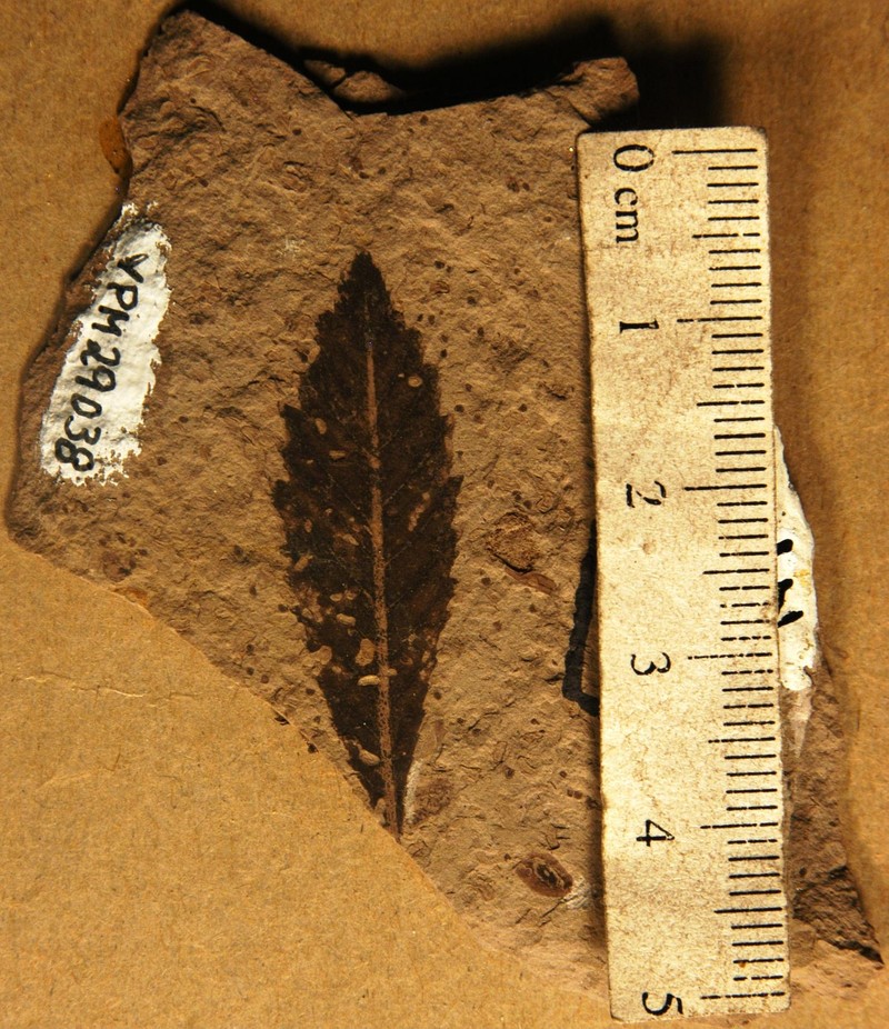 Myrica serrata photo 2