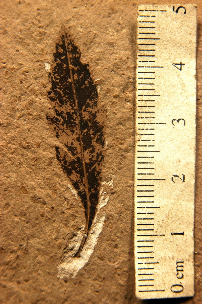 Myrica serrata photo 3