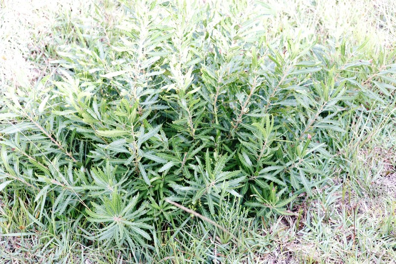 Myrica serrata