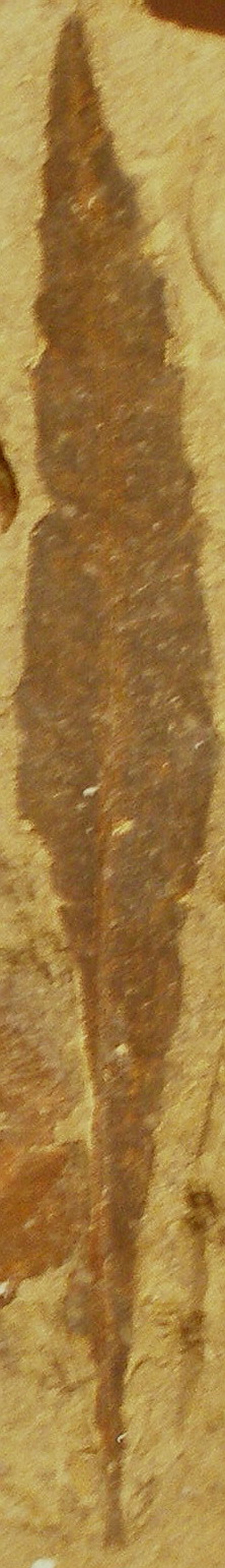 Myrica serrata photo 4