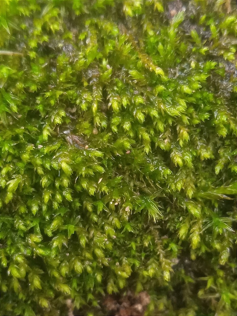 Myrinia Moss