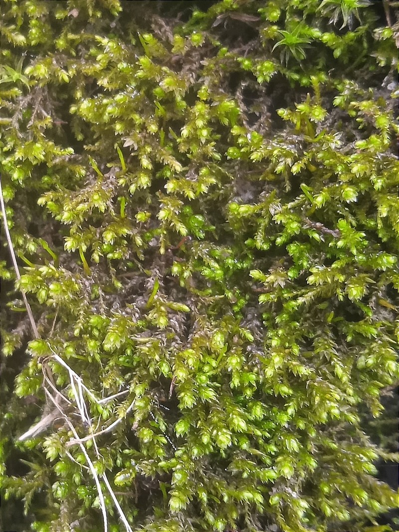 Myrinia Moss photo 2