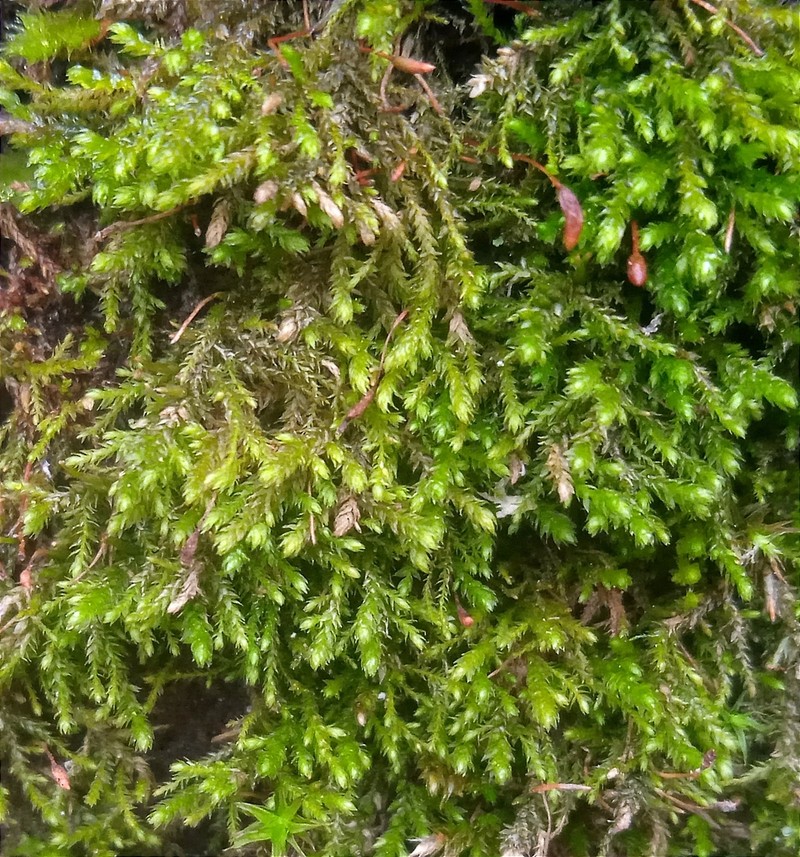 Myrinia Moss photo 3