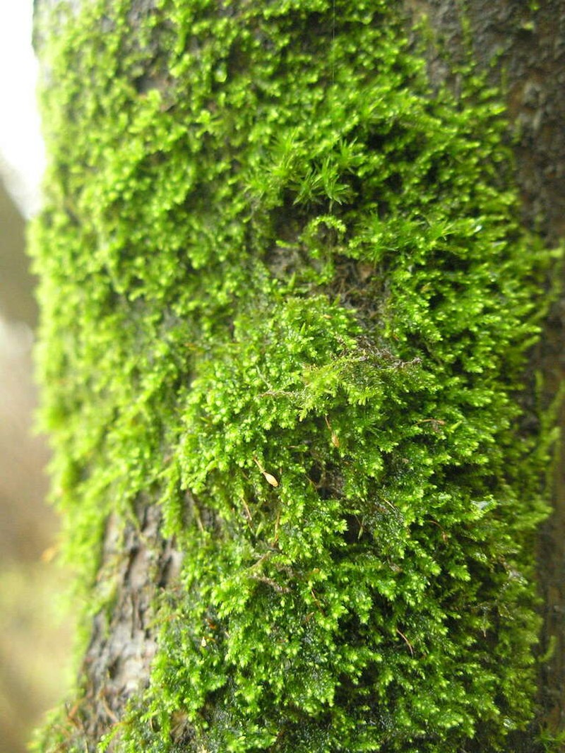 Myrinia Moss photo 4