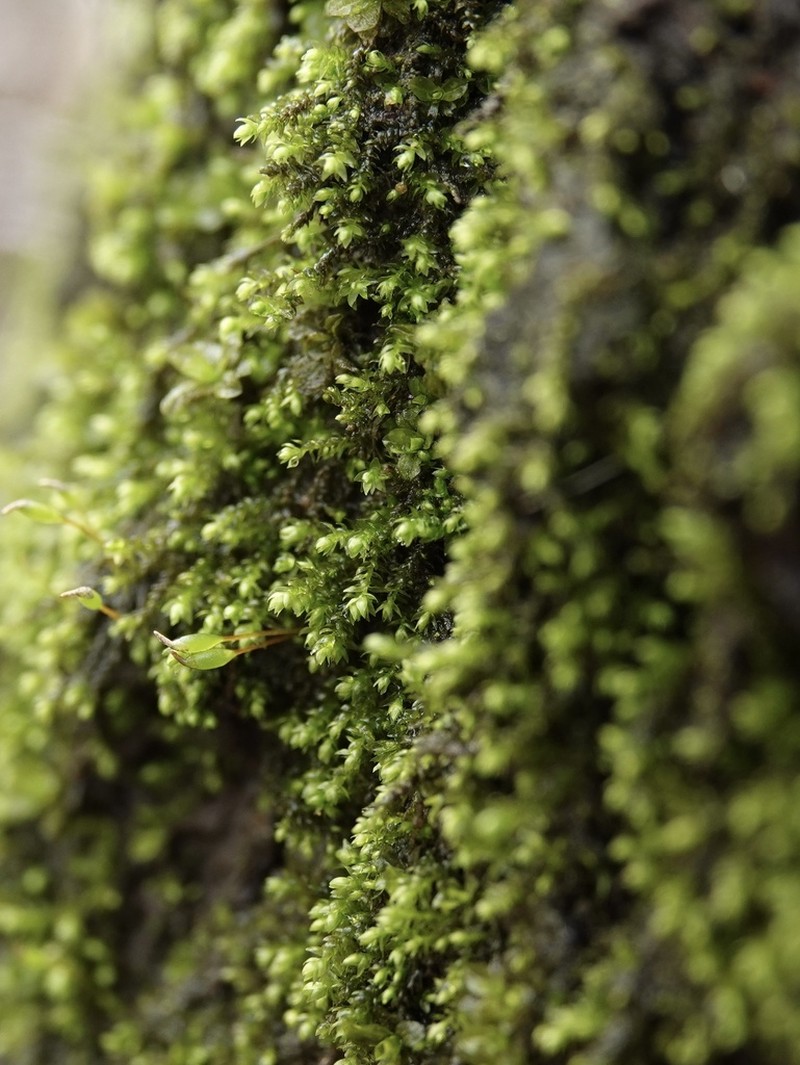 Myrinia Moss photo 5