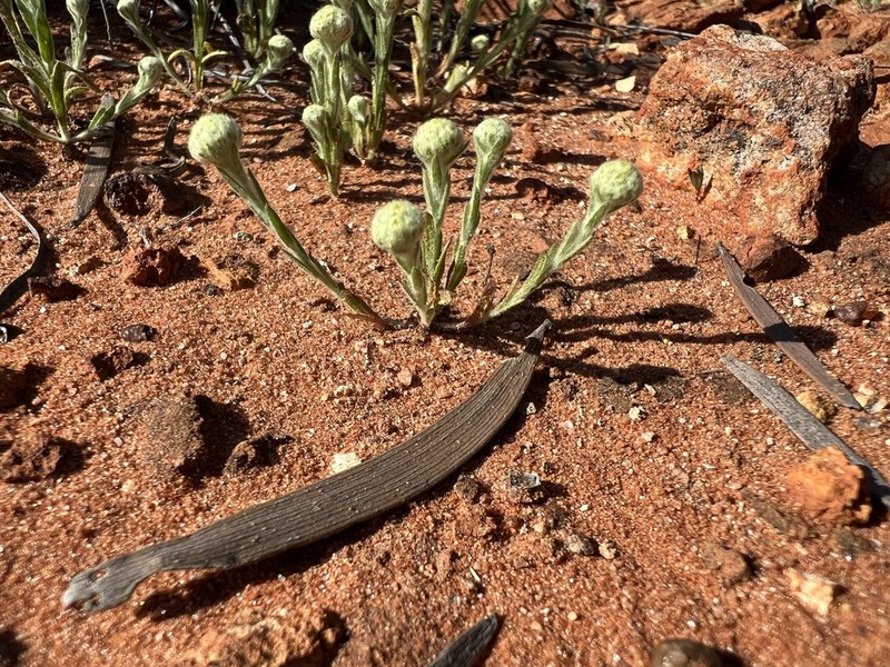 Myriocephalus appendiculatus