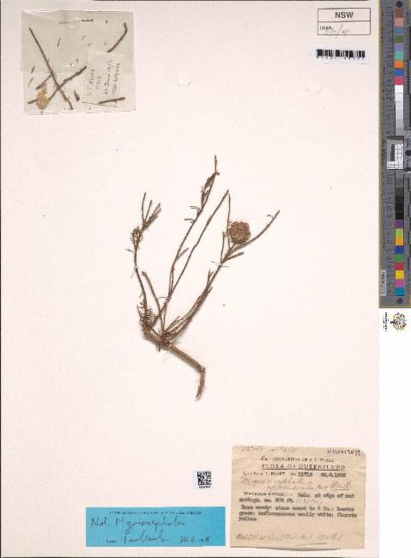 Myriocephalus appendiculatus photo 2