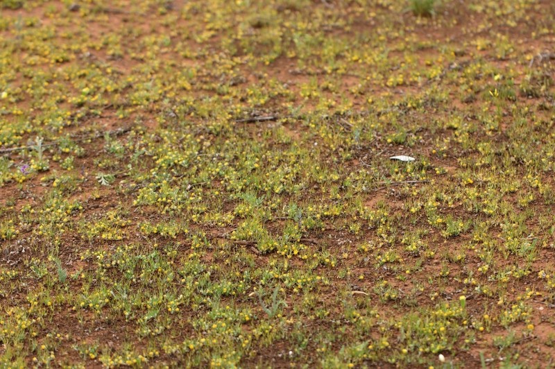 Myriocephalus gascoynensis