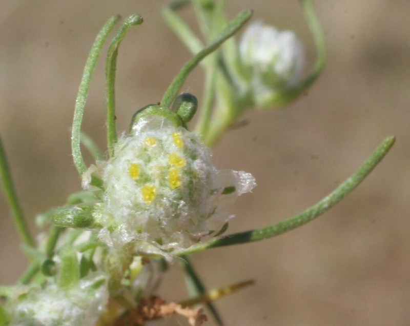 Myriocephalus gascoynensis photo 2