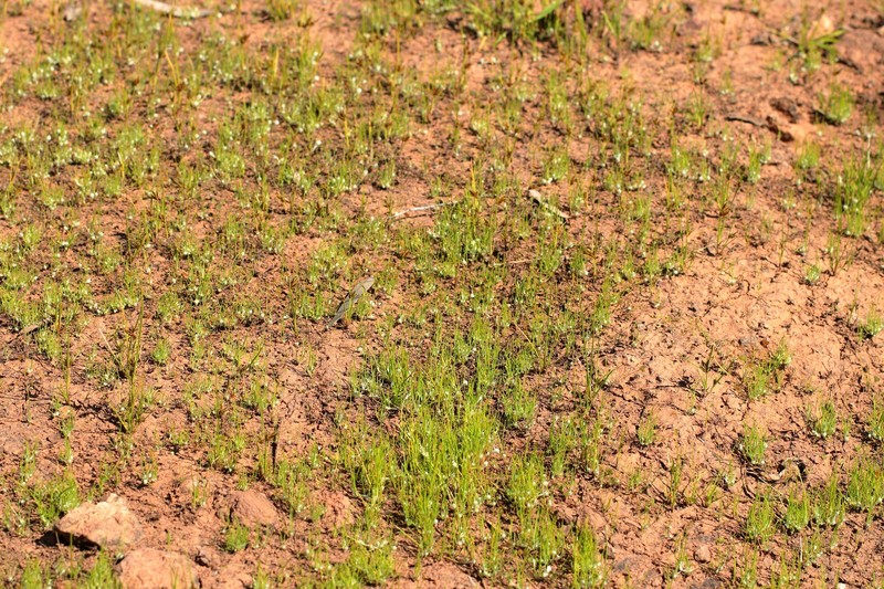 Myriocephalus gascoynensis photo 4