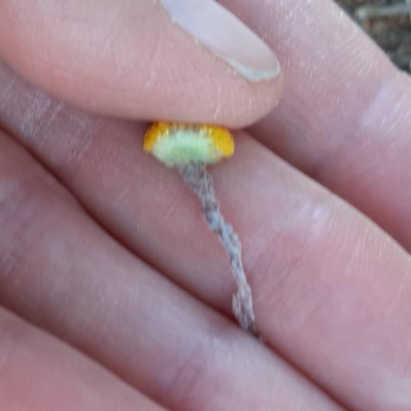 Myriocephalus gascoynensis photo 5