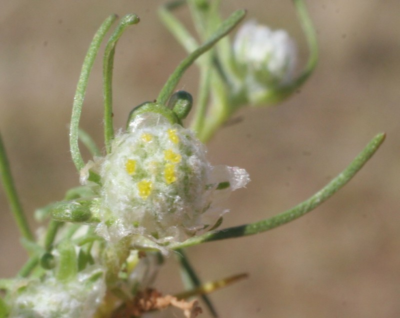 Myriocephalus gascoynensis photo 6