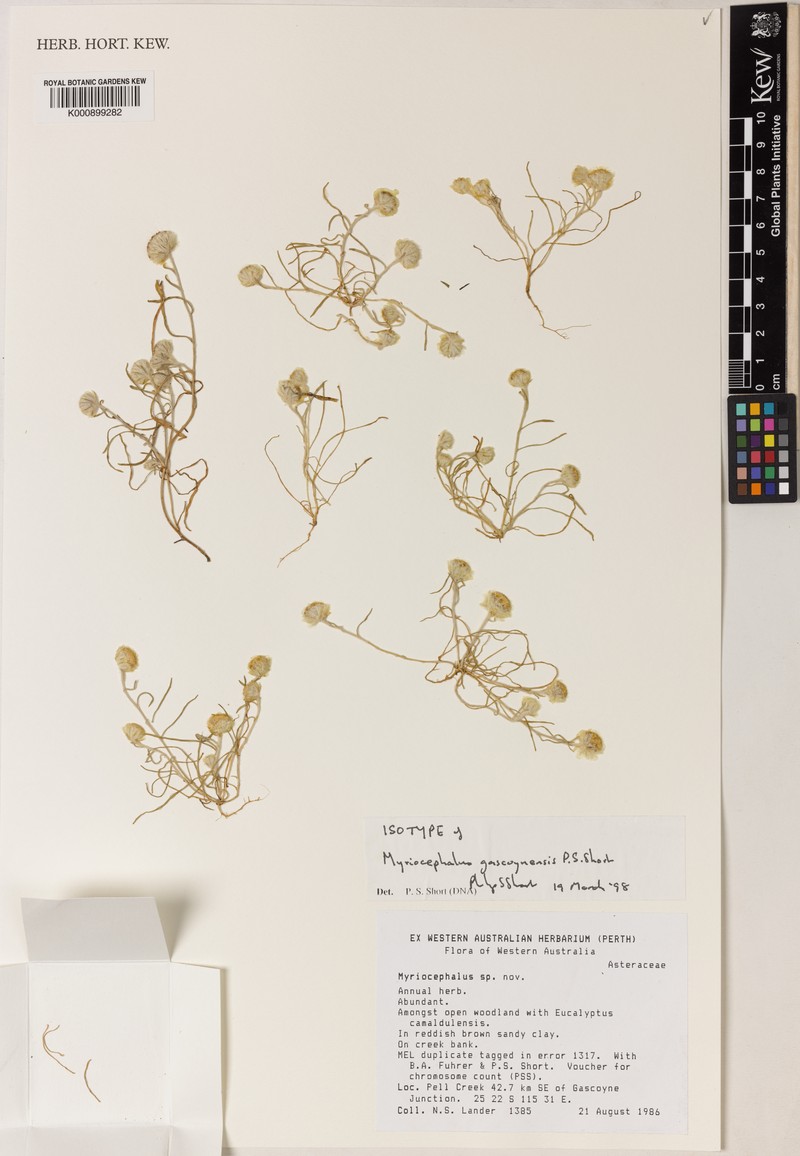 Myriocephalus gascoynensis photo 7
