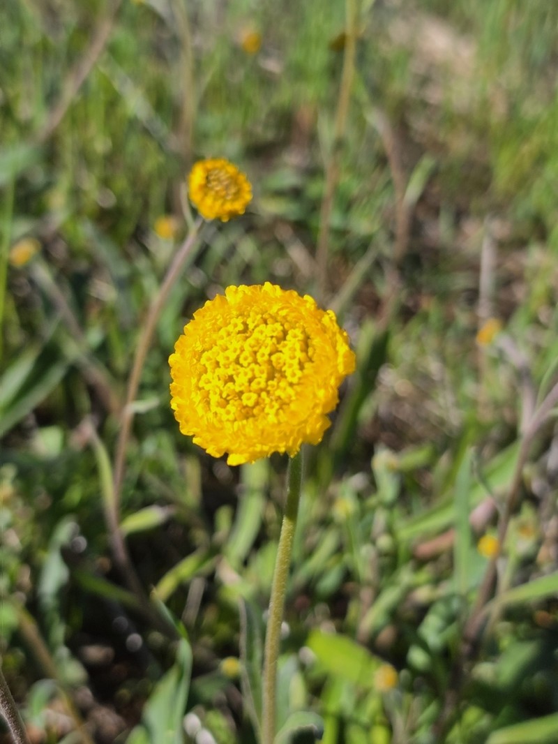 Myriocephalus guerinae photo 2