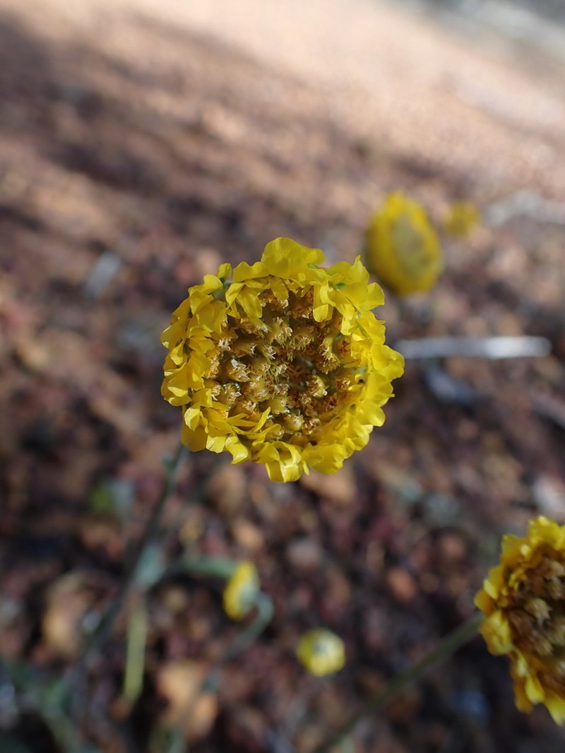 Myriocephalus guerinae photo 3